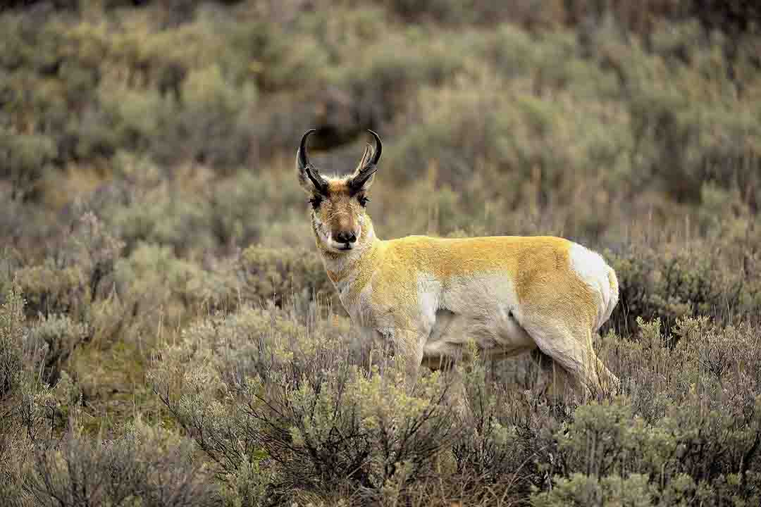 On a photo trip to Montana, Stan was able to get close enough with a long lens to capture images of pronghorn antelope. Combined with mild recoil and good accuracy, the .257 Roberts, in Stan’s opinion, is a great cartridge for this type of plains game. He has three on his wall to prove it!